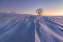 Cenário de vasto terreno sem fim coberto de neve com árvores nuas crescendo no campo de inverno ao pôr-do-sol — Fotografia de Stock
