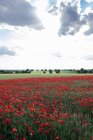 Vue panoramique de fleurs de pavot en fleurs avec un arôme agréable poussant sur des terres agricoles sous un ciel nuageux en journée — Photo de stock