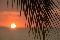 Palmenzweig mit langen spitzen Blättern, der bei Sonnenuntergang in Malaysia gegen die orangefarbene Sonne wächst — Stockfoto