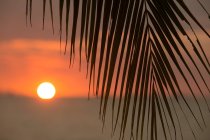 Rameau de palmier avec de longues feuilles pointues poussant contre le soleil orange au coucher du soleil en Malaisie — Photo de stock