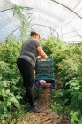 Jardineiro feminino verificando bagas durante a coleta de framboesas maduras em caixas de plástico na estufa durante a estação de colheita — Fotografia de Stock