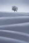 Вид на сухие деревья, растущие на заснеженной земле с склонами холмов под легким небом в зимний день в сельской местности — стоковое фото