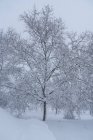 Vue panoramique d'arbres envahis par la végétation avec des branches courbes et sèches poussant sur un terrain enneigé en hiver — Photo de stock