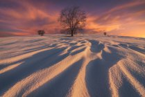 Paesaggio di un vasto terreno infinito coperto di neve con alberi spogli che crescono nella campagna invernale al tramonto — Foto stock
