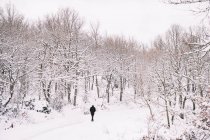Back view of unrecognizable male in outerwear walking on snowy path among bare trees growing on hills — Stock Photo