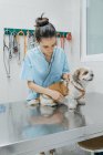 Aufmerksame junge Tierärztin untersucht Rücken eines flauschigen reinrassigen Hundes auf Metalltisch im Krankenhaus — Stockfoto