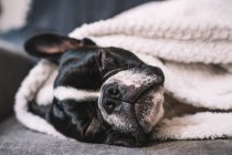 Nahaufnahme einer kleinen französischen Bulldogge, die in Handtuch gewickelt friedlich auf dem Boden schläft — Stockfoto