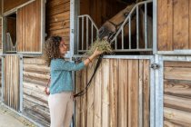 Donna matura con i capelli ricci dando erba secca allo stallone in stalla di legno in maneggio — Foto stock