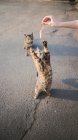 Alto ángulo de cultivo anónimo hembra alimentación hambre gato de pie en las patas traseras en asfalto calle - foto de stock
