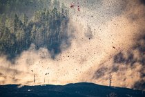 Лавовые взрывы кратера возле леса. Извержение вулкана Кумбре-Вьеха на Канарских островах, Испания, 2021 г. — стоковое фото