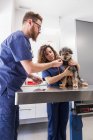 Профессиональный ветеринарный врач с ассистентом, проверяющим дыхание и сердцебиение йоркширского терьера стетоскопом в ветеринарной клинике — стоковое фото