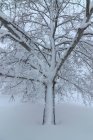 Vista panorâmica da árvore crescida com ramos secos curvos crescendo em terreno nevado no inverno — Fotografia de Stock