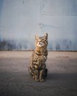 Pelzige Katze mit langen Schnurrhaaren und Fellstreifen im Sitzen und im Hintergrund eine blaue Tür, die aus dem Fokus gerät — Stockfoto