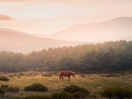 Malerische Landschaft mit Wildpferdeweiden auf der grünen Wiese vor Nadelwald und Bergen in der Sierra de Guadarrama unter wolkenverhangenem Himmel im Sonnenlicht — Stockfoto