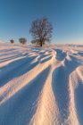Scenery of hill covered with snow and bare shrubs growing in winter nature under cloudless blue sky — Stock Photo