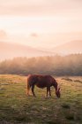 Pintoresco paisaje de pastoreo de caballos salvajes en campo verde contra bosques de coníferas y montañas en la Sierra de Guadarrama bajo el cielo nublado a la luz del sol - foto de stock