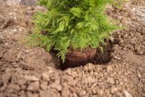 Árbol de coníferas con ramitas exuberantes y suelo en hoyo entre terrenos ásperos durante el día - foto de stock
