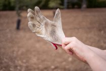 Ausgeschnittener, bis zur Unkenntlichkeit erwachsener Gärtner im T-Shirt zieht Handschuh an und fährt tagsüber gegen Bäume — Stockfoto