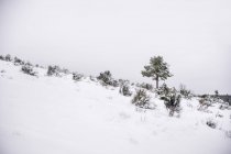 Paesaggio pittoresco di campo innevato vuoto tra gli alberi in giornata nuvolosa in inverno — Foto stock