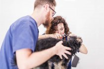 Concentrated veterinary colleagues checking ears of fluffy Yorkshire Terrier during visit in vet hospital — Stock Photo