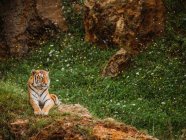 Тигр в полосатой куртке смотрит в сторону, когда лежит на местности против горы и цветет цветами в саванне — стоковое фото