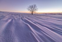 Cenário de vasto terreno sem fim coberto de neve com árvores nuas crescendo no campo de inverno ao pôr-do-sol — Fotografia de Stock