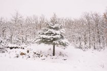Cenário pitoresco de campo nevado vazio entre árvores em dia nublado no tempo de inverno — Fotografia de Stock