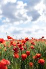 Malerischer Blick auf blühende Mohnblumen mit angenehmem Aroma, die tagsüber auf Ackerland unter bewölktem Himmel wachsen — Stockfoto