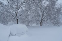 Сценический вид заросших деревьев с изогнутыми сухими ветвями, растущими на снежной местности зимой — стоковое фото