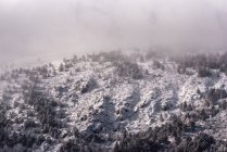 Пейзаж вечнозеленых лесов, растущих в горной гряде Сьерра-де-Гуадарама в Испании под кучевыми облаками — стоковое фото