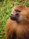 Бабуїн з пухнасто-коричневим пальто, дивлячись геть, розсердившись на лузі в Савані в літній день — стокове фото