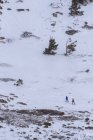 Skilangläufer beim Langlaufen zwischen Bäumen am verschneiten Berghang an einem sonnigen Tag. — Stockfoto