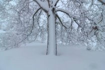 Vista panoramica dell'albero ricoperto di rami secchi ricurvi che crescono su terreni innevati in inverno — Foto stock