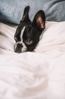 Close up of small French Bulldog wrapped in towel sleeping peacefully on bed — Stock Photo