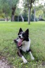 Позитивний собака з язиком лежить на зеленій траві в парку вдень — стокове фото