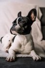 Bulldog francés pequeño acostado en un sofá encima de una manta blanca y mirando hacia otro lado - foto de stock
