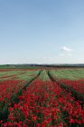 Vista panoramica di fiori di papavero fioriti con aroma piacevole che cresce su terreni agricoli sotto cielo nuvoloso durante il giorno — Foto stock