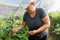 Crop focused adult female farmer standing in greenhouse and collecting ripe raspberries from bushes during harvesting process — Stock Photo