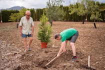 Side view of elderly male horticulturist looking at son with pick axe loosening soil in pit against pine tree on terrain — Stock Photo