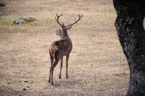 Cervo selvatico che pascola nel prato nel bosco — Foto stock