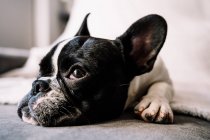Piccolo Bulldog francese sdraiato su un divano sopra una coperta bianca e distogliendo lo sguardo — Foto stock