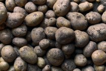 Vue de dessus gros plan d'un tas de pommes de terre sur le sol — Photo de stock