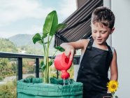 Niño sincero en delantal de jardinería con olla de riego y flor Helianthus mirando hacia otro lado contra Alocasia en balcón - foto de stock