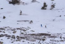 Лыжники катаются на лыжах среди деревьев, растущих на снежном склоне горы в солнечный день. — стоковое фото