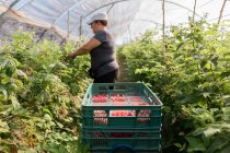 Agricultora adulta vista lateral de pie en invernadero y recolectando frambuesas maduras de arbustos durante el proceso de cosecha - foto de stock