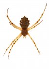 Крупним планом підсвічування павука тигра (Argiope lobata) з білим тлом — стокове фото