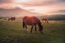 Живописный пейзаж диких лошадей, пасущихся в зеленом поле против хвойных лесов и гор в Сьерра-де-Гуадарама под облачным небом под солнечным светом — стоковое фото