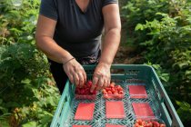 Gärtnerin überprüft Beeren, während sie während der Erntezeit reife Himbeeren in Plastikkisten im Gewächshaus sammelt — Stockfoto