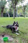 Позитивная собака с языком, лежащая на зеленой траве в парке днем — стоковое фото