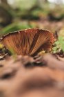 Cogumelo de gorro de leite que cresce em florestas cobertas de folhagem seca caída no dia de outono — Fotografia de Stock